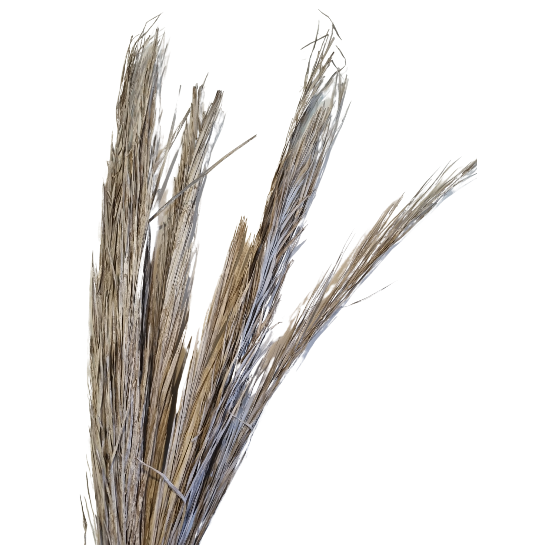 Dried Date Palm Leaves